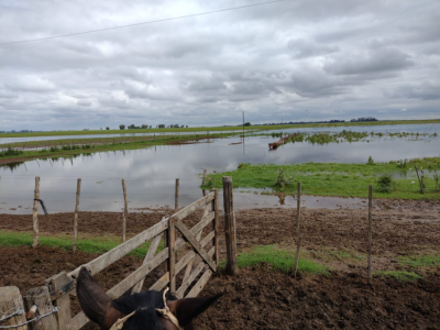 REQUISITOS PARA ADHERIRSE A LA EMERGENCIA AGROPECUARIA